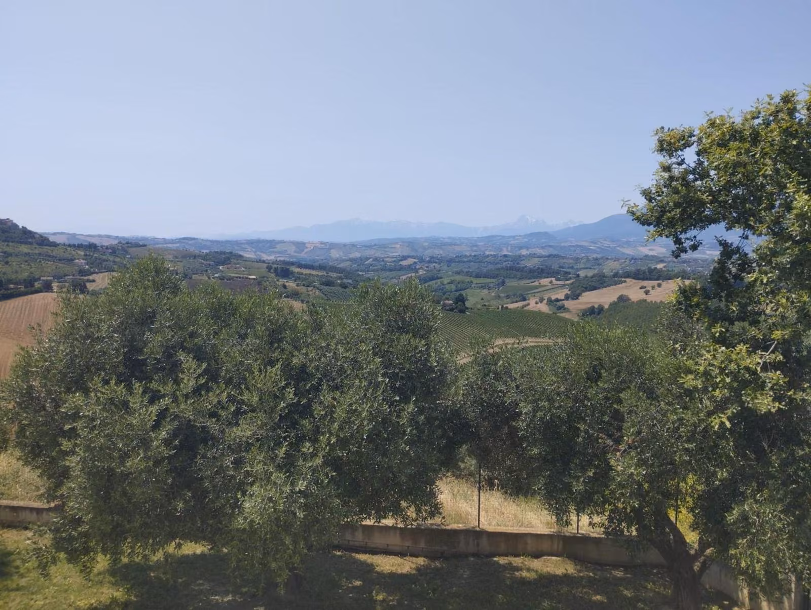 Due alberi in un campo con le montagne sullo sfondo vicino a Offida