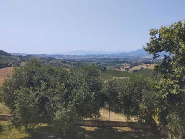 Due alberi in un campo con le montagne sullo sfondo nel Piceno